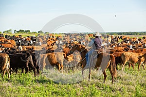 Vaquero conmovedor ganado sobre el nuevo pastar sobre el rancho 