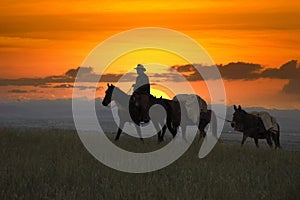 Cowboy with pack horses silhouette