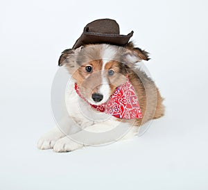 Cowboy Puppy