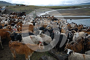 Cowboy pushing herd of goats in Mongolia