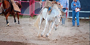 Cowboy Rides Bucking Horse