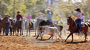 Cowboy Riding A Bucking Bronc Horse