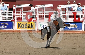 Cowboy riding bucking bronco