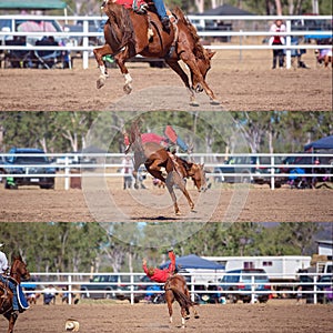 Cowboy Riding Bucking Bronco Collage
