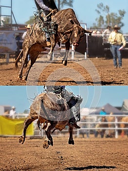 Cowboy Riding Bucking Bull Collage