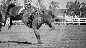 Cowboy Riding Bucking Horse