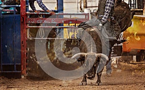 Bull Riding Cowboy At Australian Country Rodeo