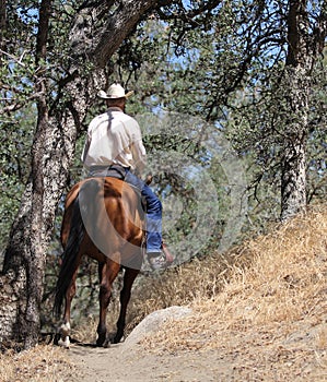 A cowboy riding in a mountain trail with oak trees.