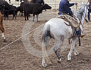 Cowboy riding work horse