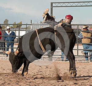 Cowboy Rodeo Bull Riding