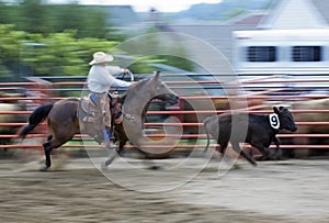 Cowboy at Rodeo Chasing Steer Panning and Motion Blur