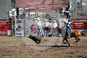 Cowboy roping steer