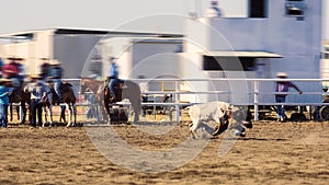 Cowboy Roping And Tie-Down A Calf