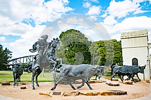 Cowboy rounding up cattle statues in Waco