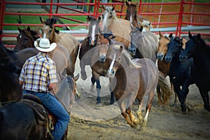 Cowboy Rounding up Horses