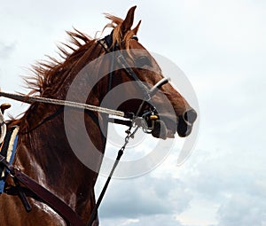 Cowboy's Chestnut Horse