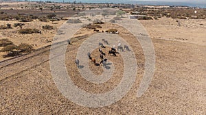 Cowboy tending cattle on dry plain in PeÃÂ±a Al Aire in the state of Hidalgo photo