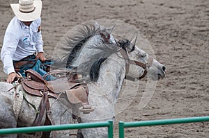 Cowboy with two dapple gray horses at rodeo