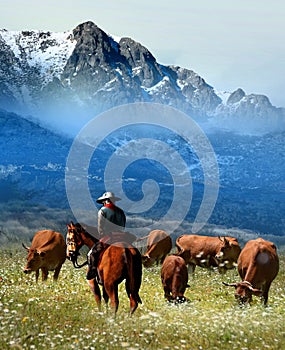 Cowboy watching the herd