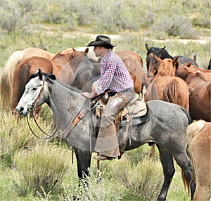 Cowboy watching the herd