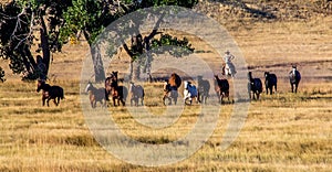 Cowboy Wrangling a Herd of Horses