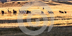 Cowboy Wrangling a Herd of Horses