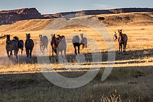 Cowboy Wrangling a Herd of Horses photo