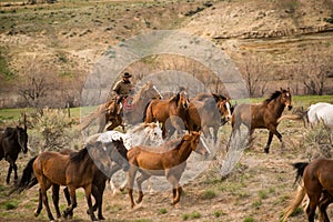 Cowboy wrangling up herd of horses in roundup