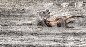 A cowboy wrestles a steer to a very mucky and muddy ground at the High River, Alberta rodeo photo