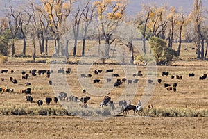 Cowboys and cattle photo