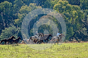 Cowboys Herding Running Wild Horses