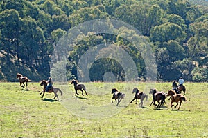 Cowboys Herding Running Wild Horses