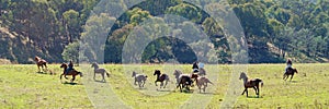 Cowboys Herding Wild Horses In Beautiful Country