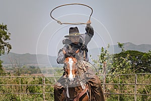 Cowboys on horseback are throwing rope catch cows in the ranch