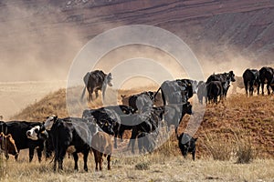 Cowboys Moving the Herd