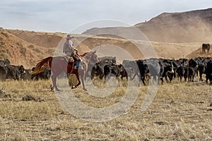 Cowboys Moving the Herd