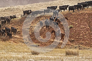 Cowboys Moving the Herd photo