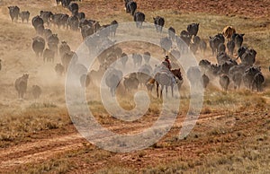 Cowboys Moving the Herd photo