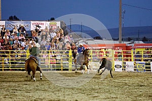 Cowboys team rope a steer at the Warbonnet Roundup Rodeo