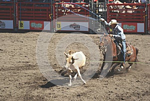 Cowboys team roping.