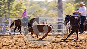 Cowboys Team Roping A Calf