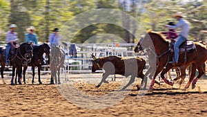 Cowboys Team Roping A Calf