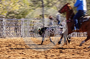 Cowboys Team Roping A Calf