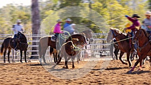 Cowboys Team Roping A Calf