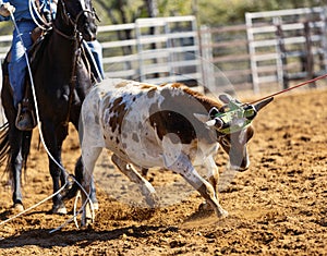 Cowboys Team Roping A Calf