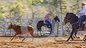 Cowboys Team Roping A Calf