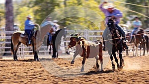 Cowboys Team Roping A Calf