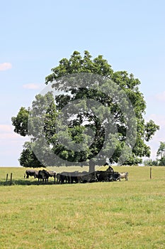 Cowes resting in the shade under a tree.