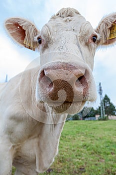 Cowface
