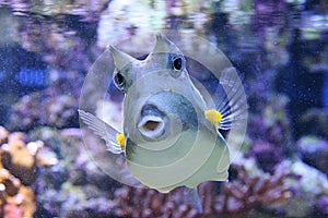 Cowfish